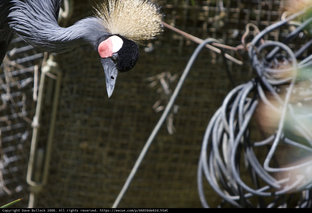 The Punk Crane