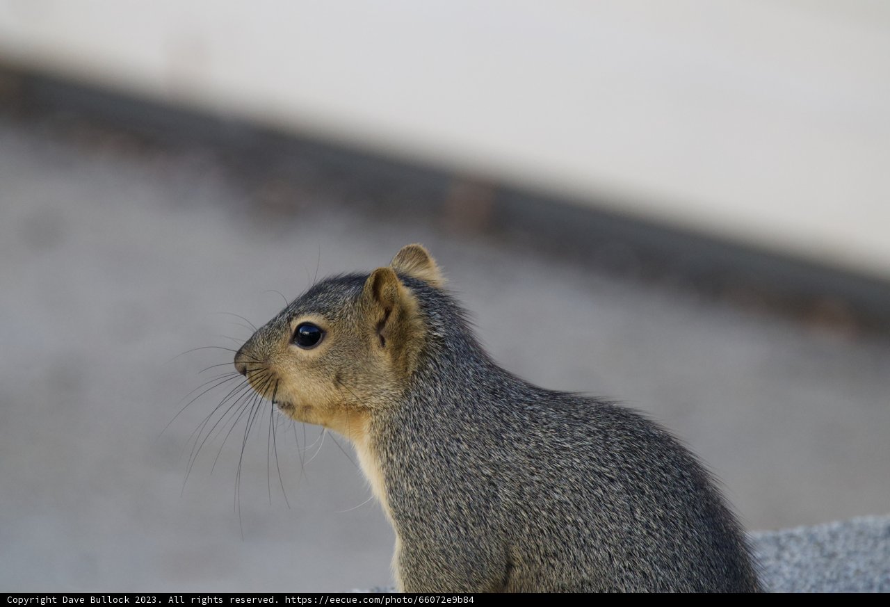 Morning Visitor of El Sereno
