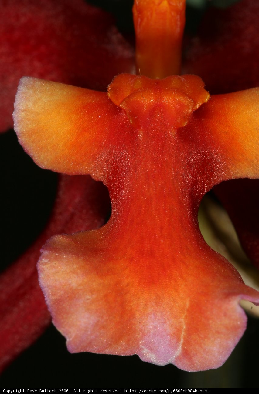 Fiery Beauty