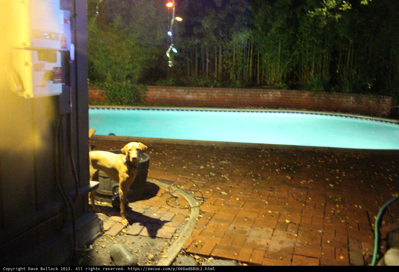Relaxing with a Canine Companion