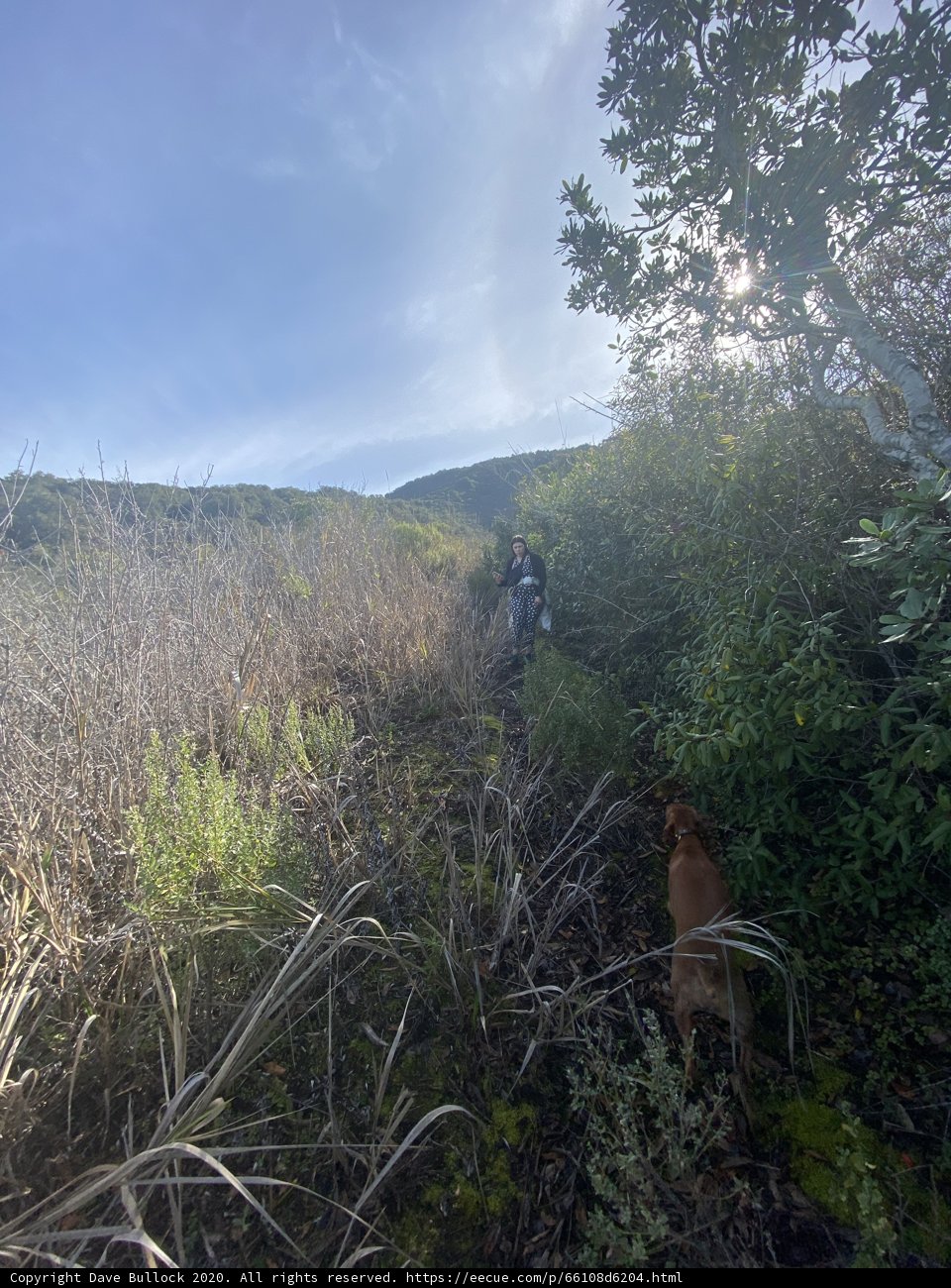 Wanderlust in the Wild
