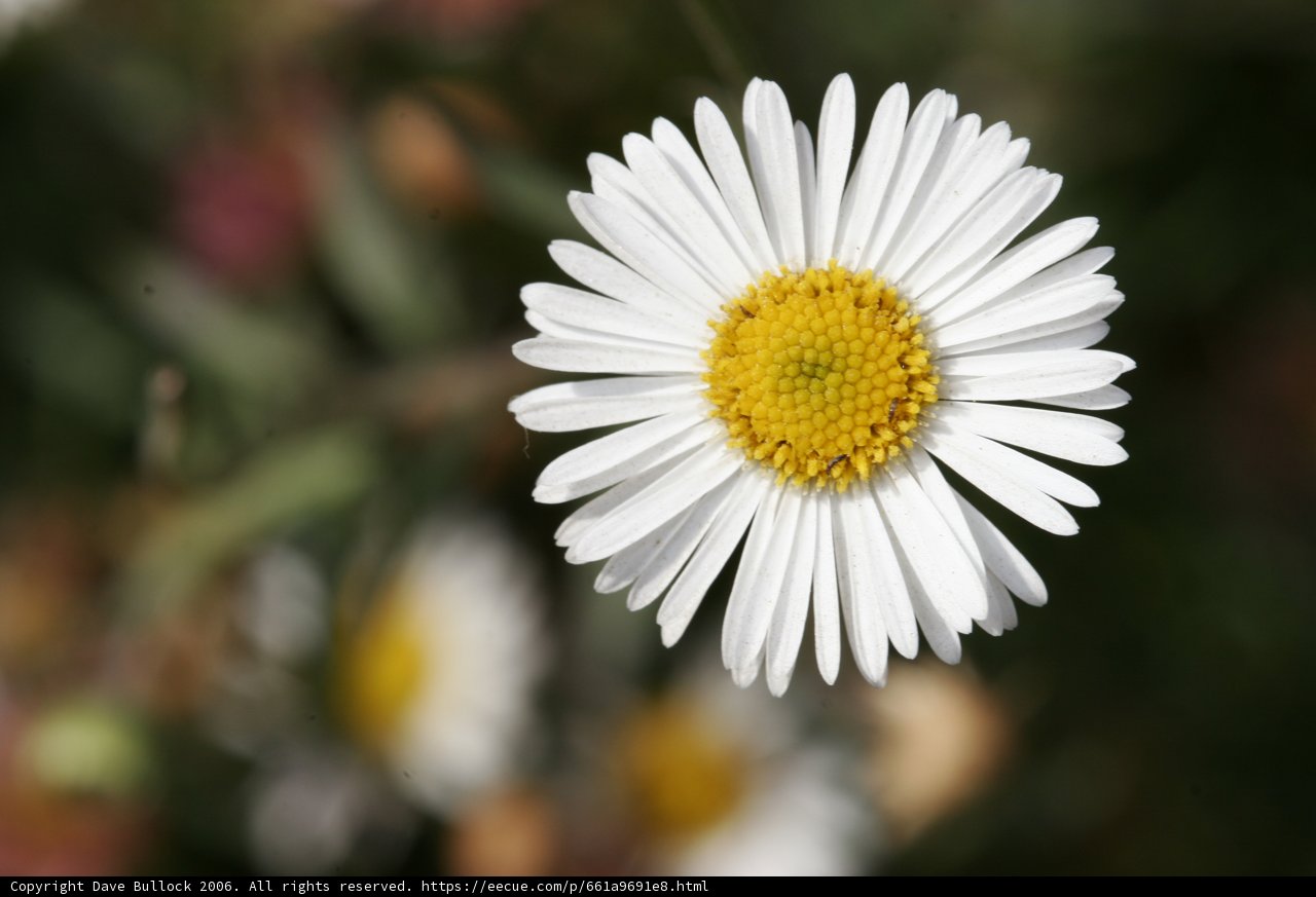 One Perfect Daisy