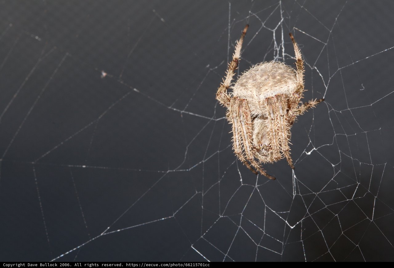 Garden Spider on Its Web