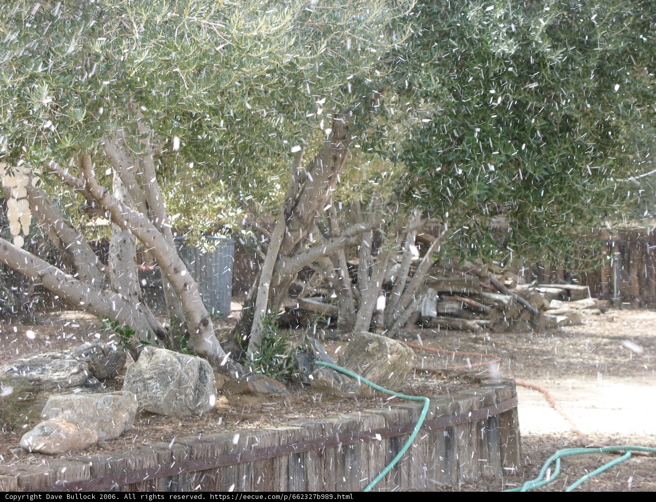 Winter Tree with a Hose