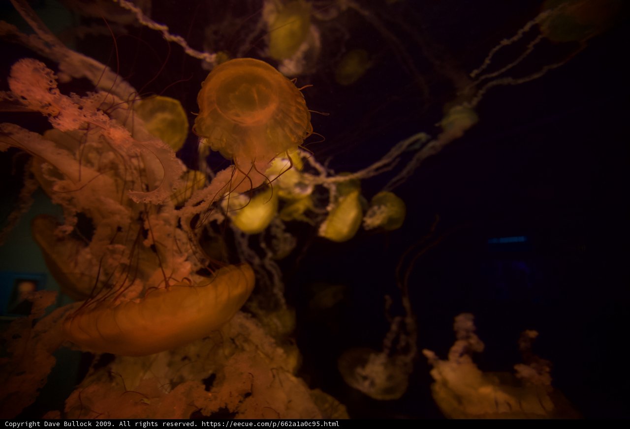 Sea Life in the National Aquarium of Canada