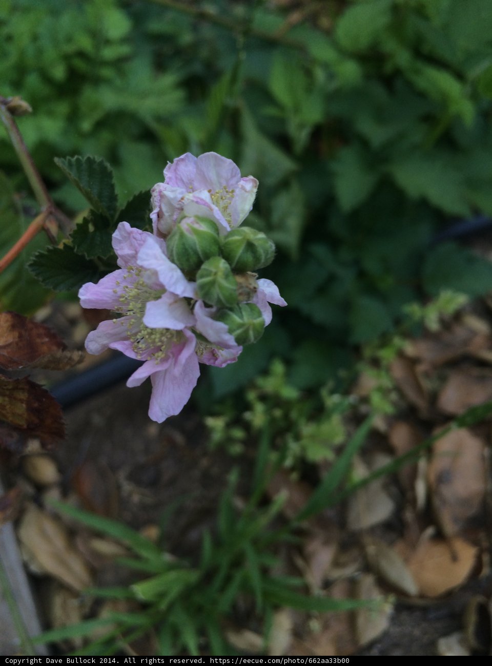 A Delicate Geranium Bloom