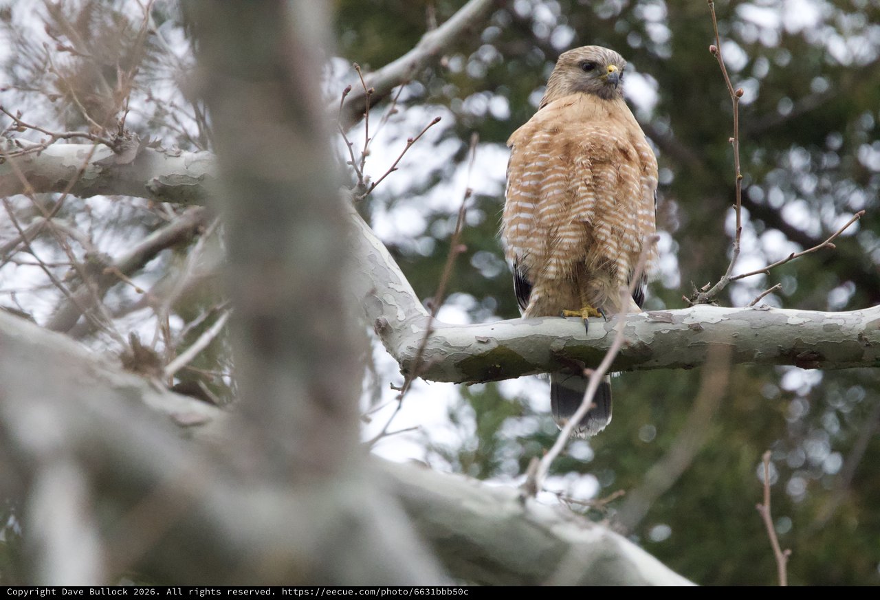Red-Shouldered Hawk Perched on Winter Branch