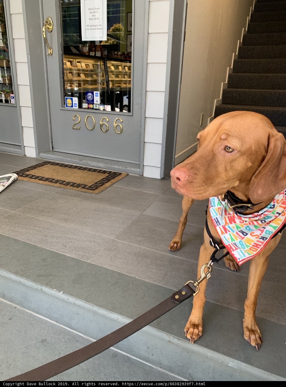 Colorful Vizsla