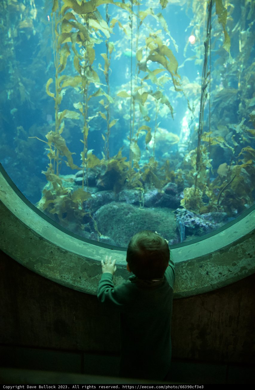 Mesmerized by the Deep Blue: Monterey Bay Aquarium, 2023