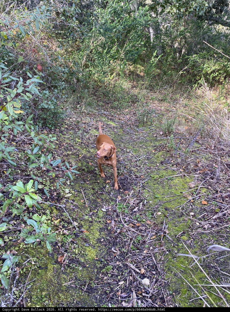 A Walk in the Wild
