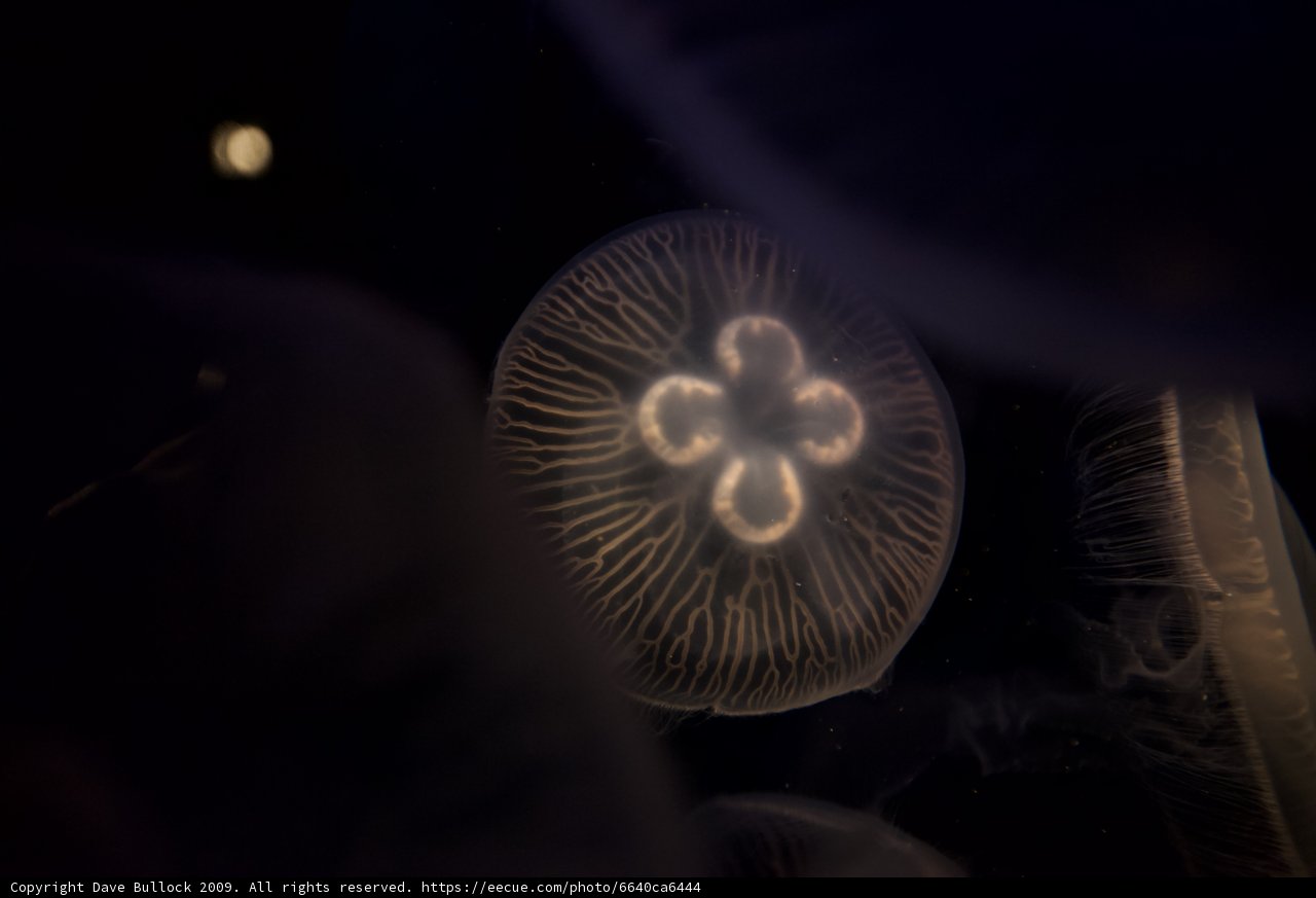 Blooming Jellyfish