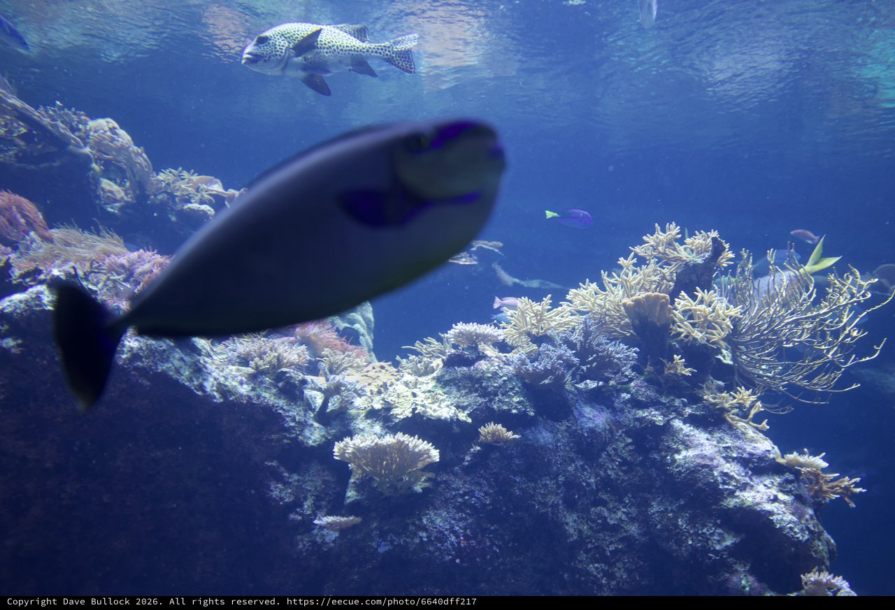 Underwater Coral Reef Scene with Pufferfish and Diver