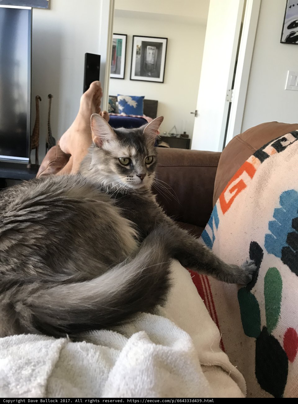 Feline Friends