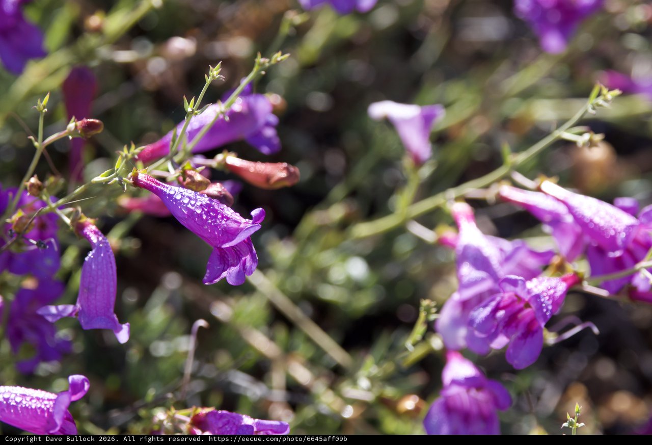 Purple Penstemon Blooms Glistening After Spring Rain