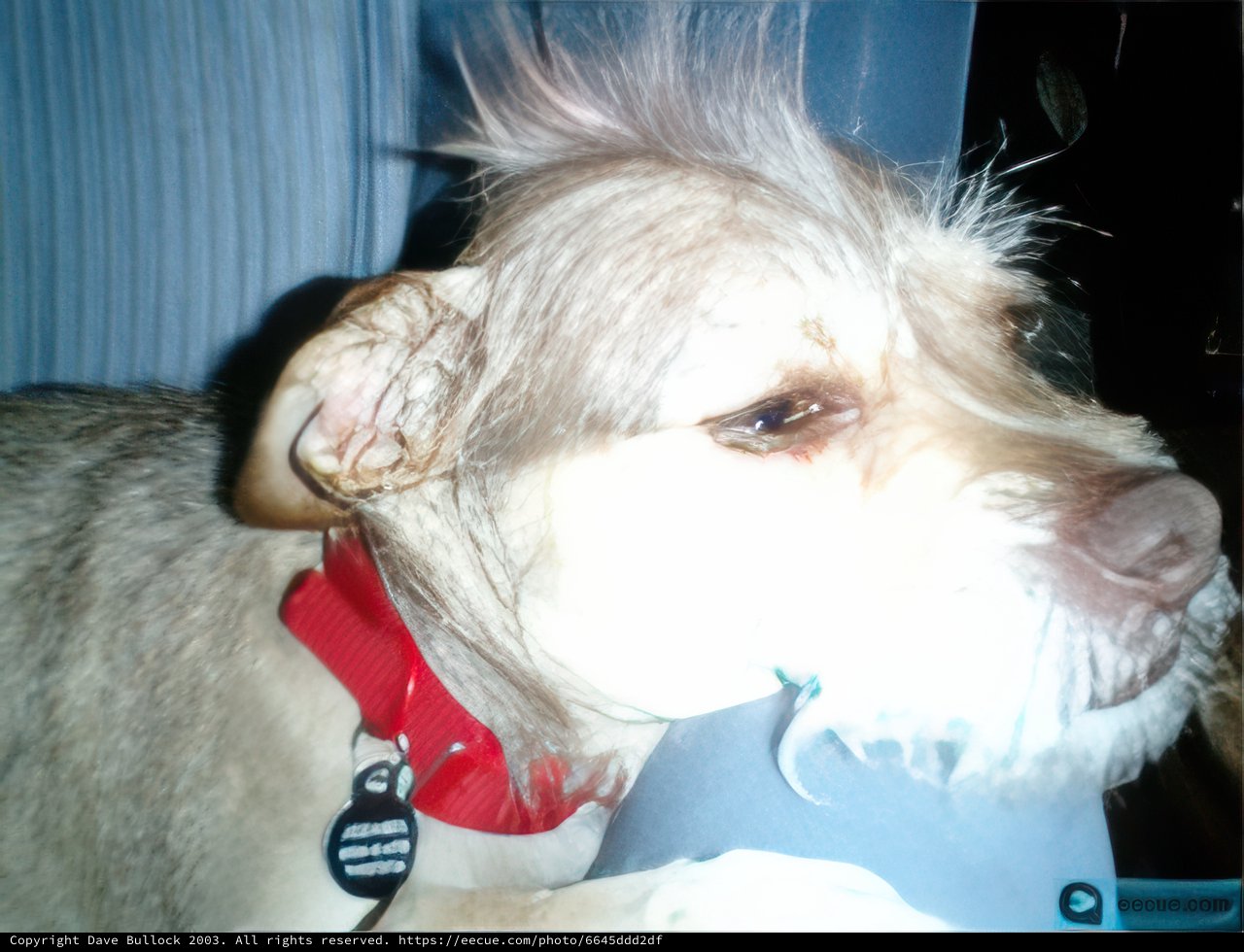 Rebel Pup