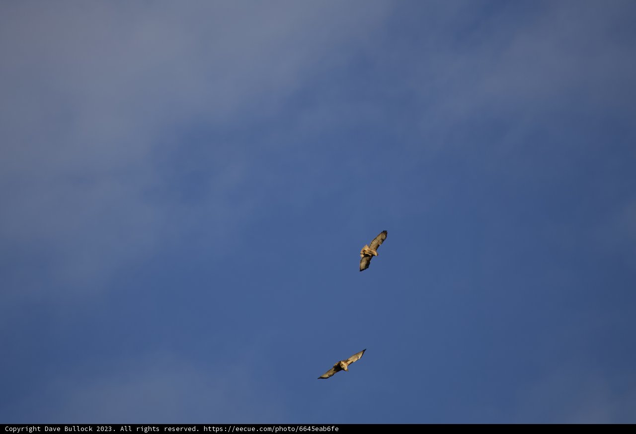 Soaring Spirits of Lake Merced