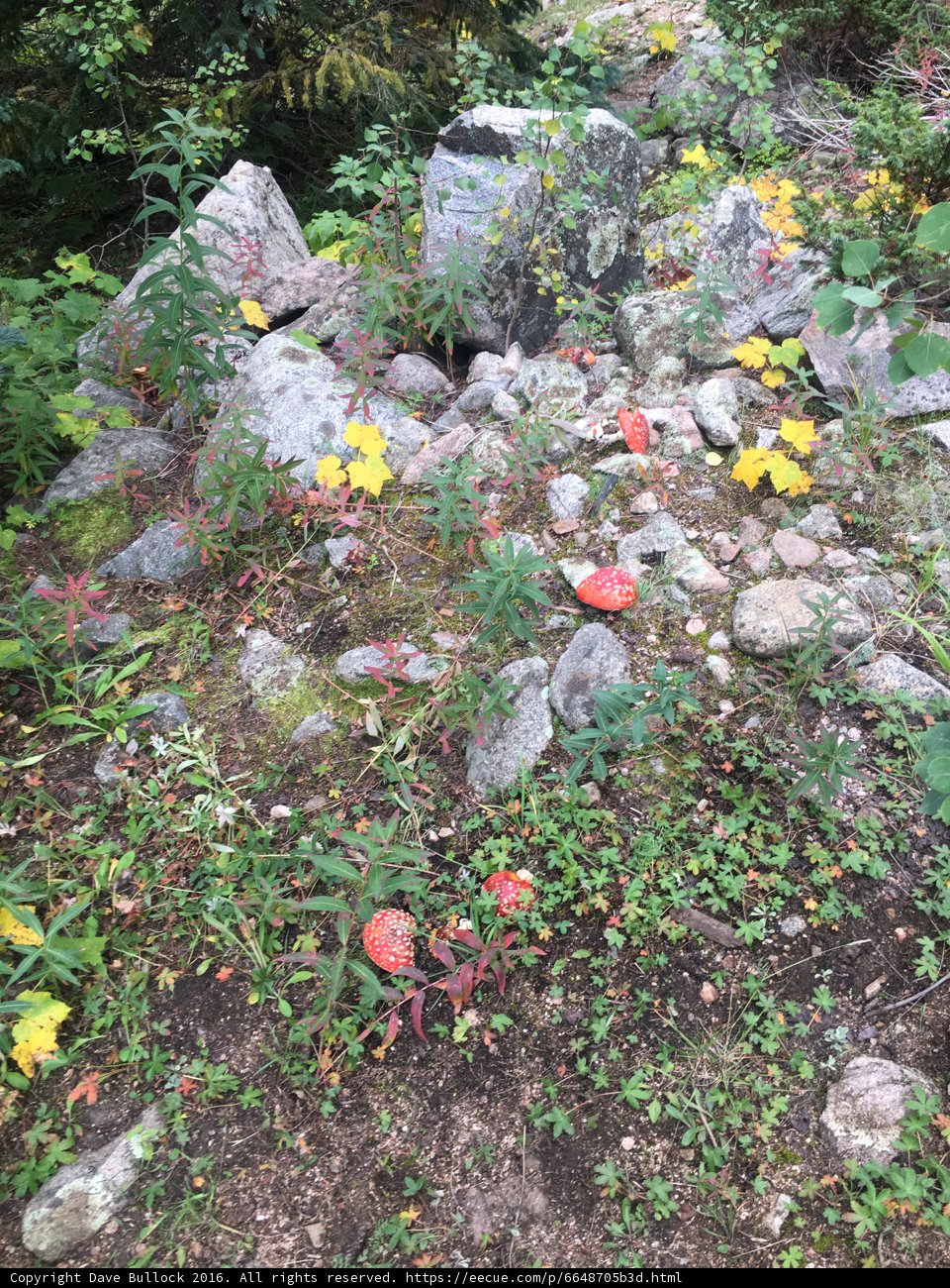 A Wild and Rocky Landscape