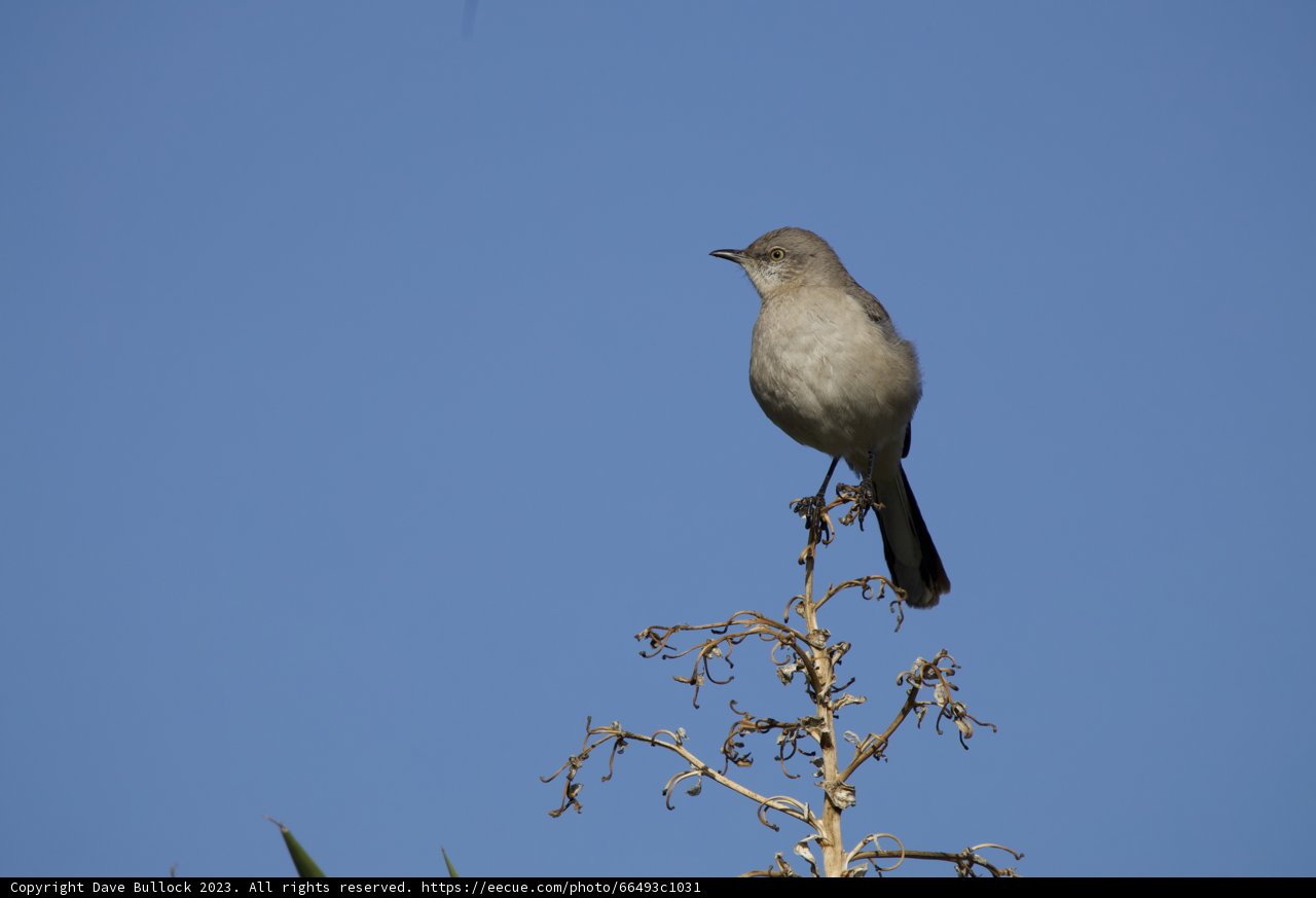 An El Sereno Bird in Morning Splendor