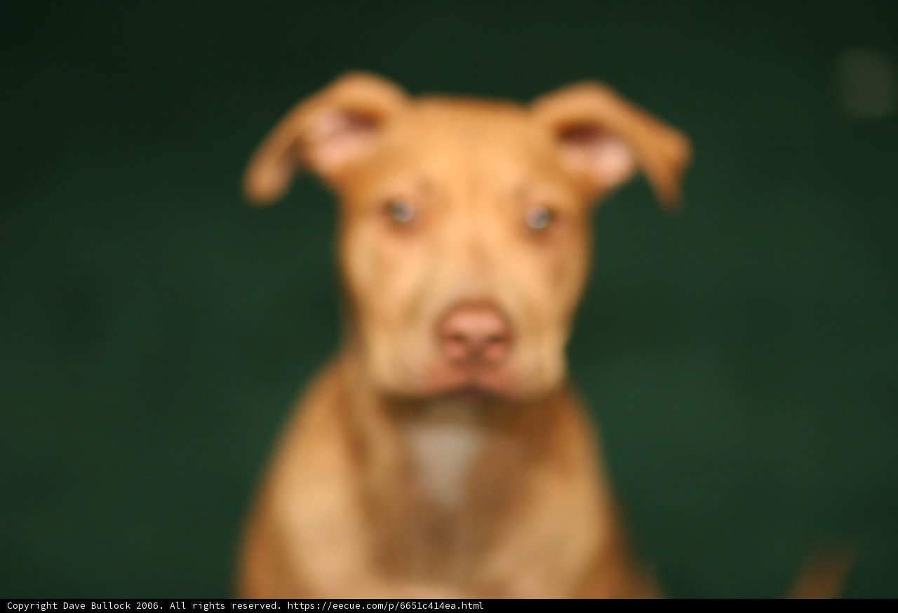Pensive Pitbull
