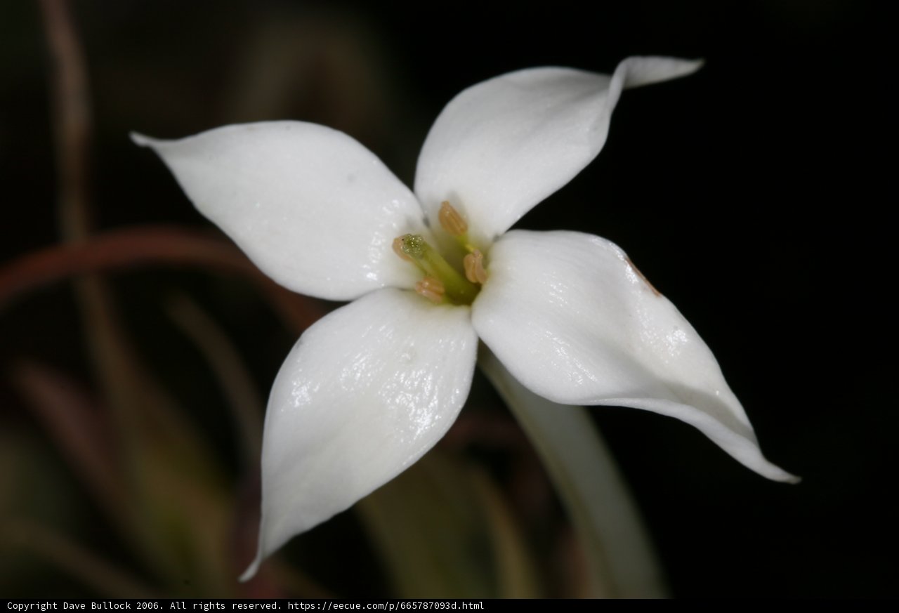 White Lily Blossom