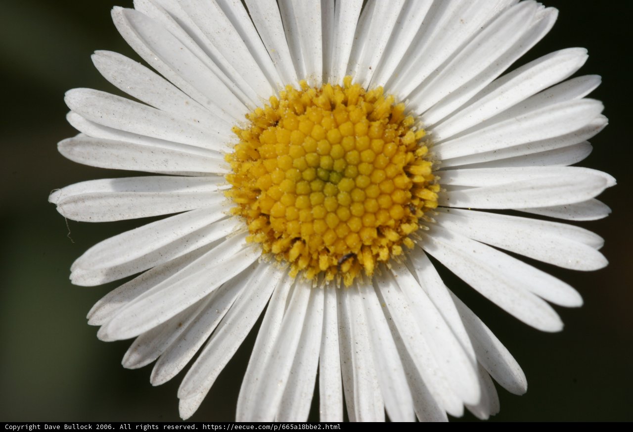 Elegant White Daisy with a Yellow Center