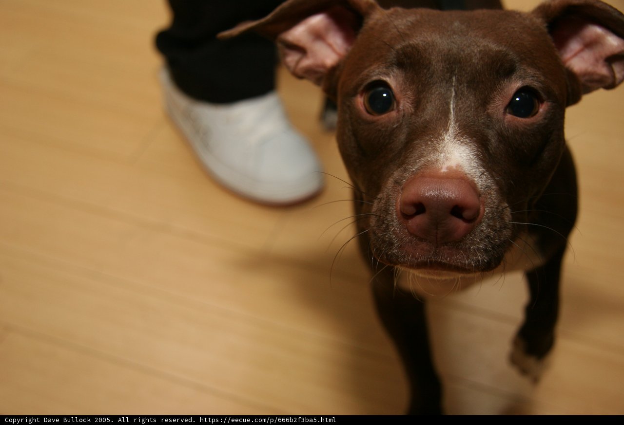 Canine Companion on Hardwood Flooring