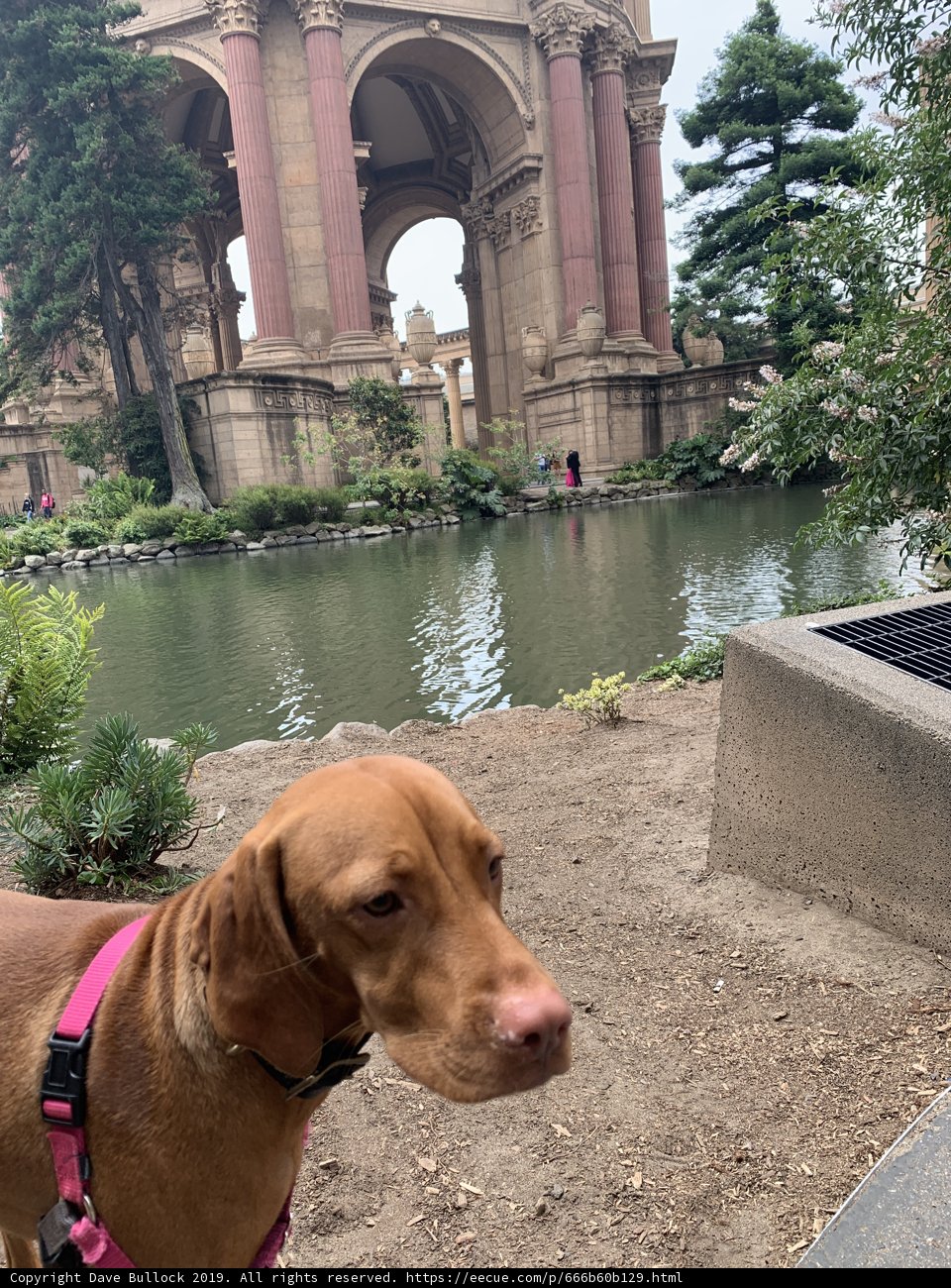 A Canine Sightseer at the Palace of Fine Arts