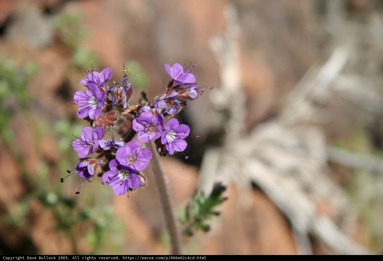 The Resilience of Nature in the Desert