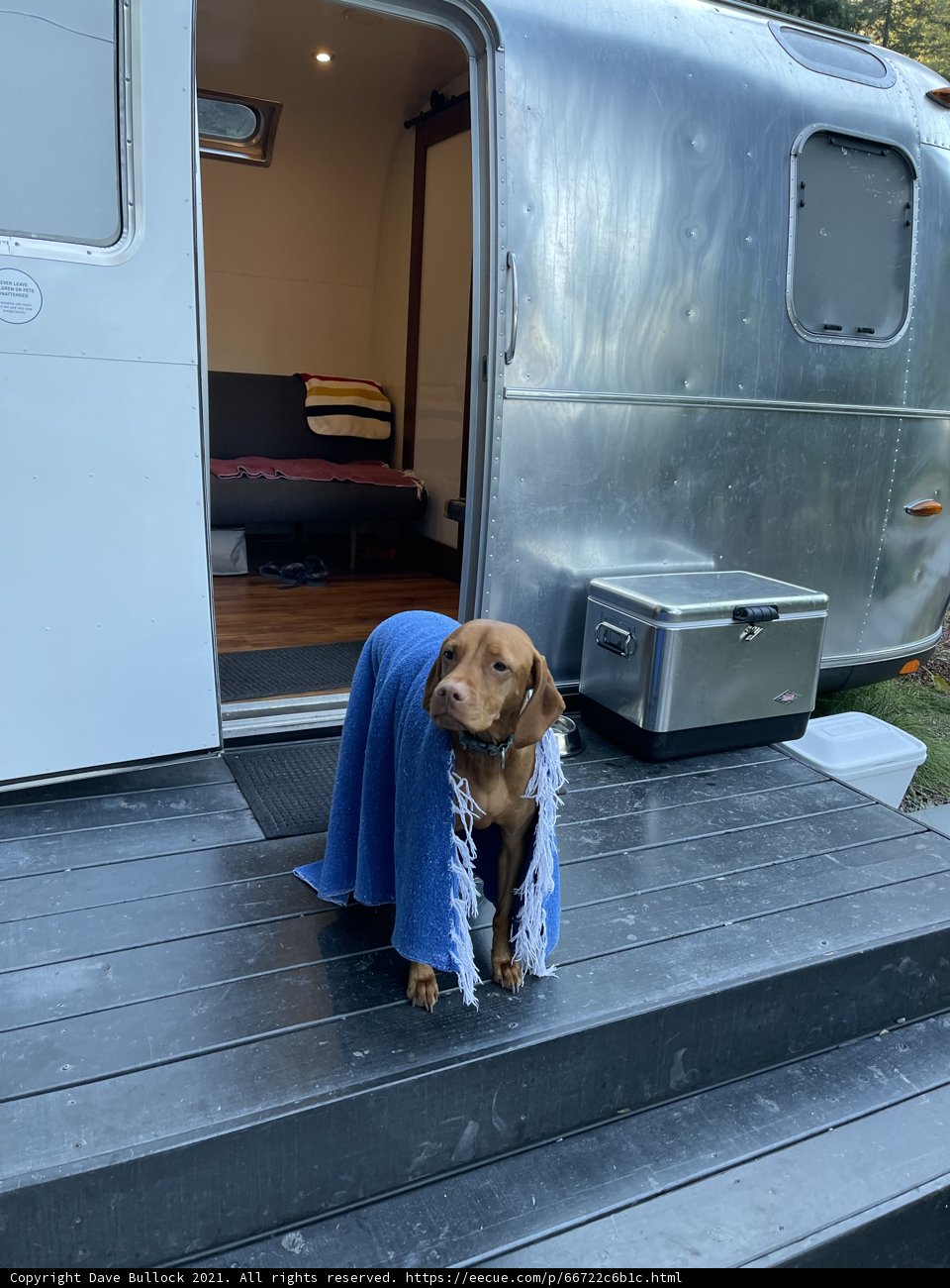 Deck Dog dozes in Designer Blanket