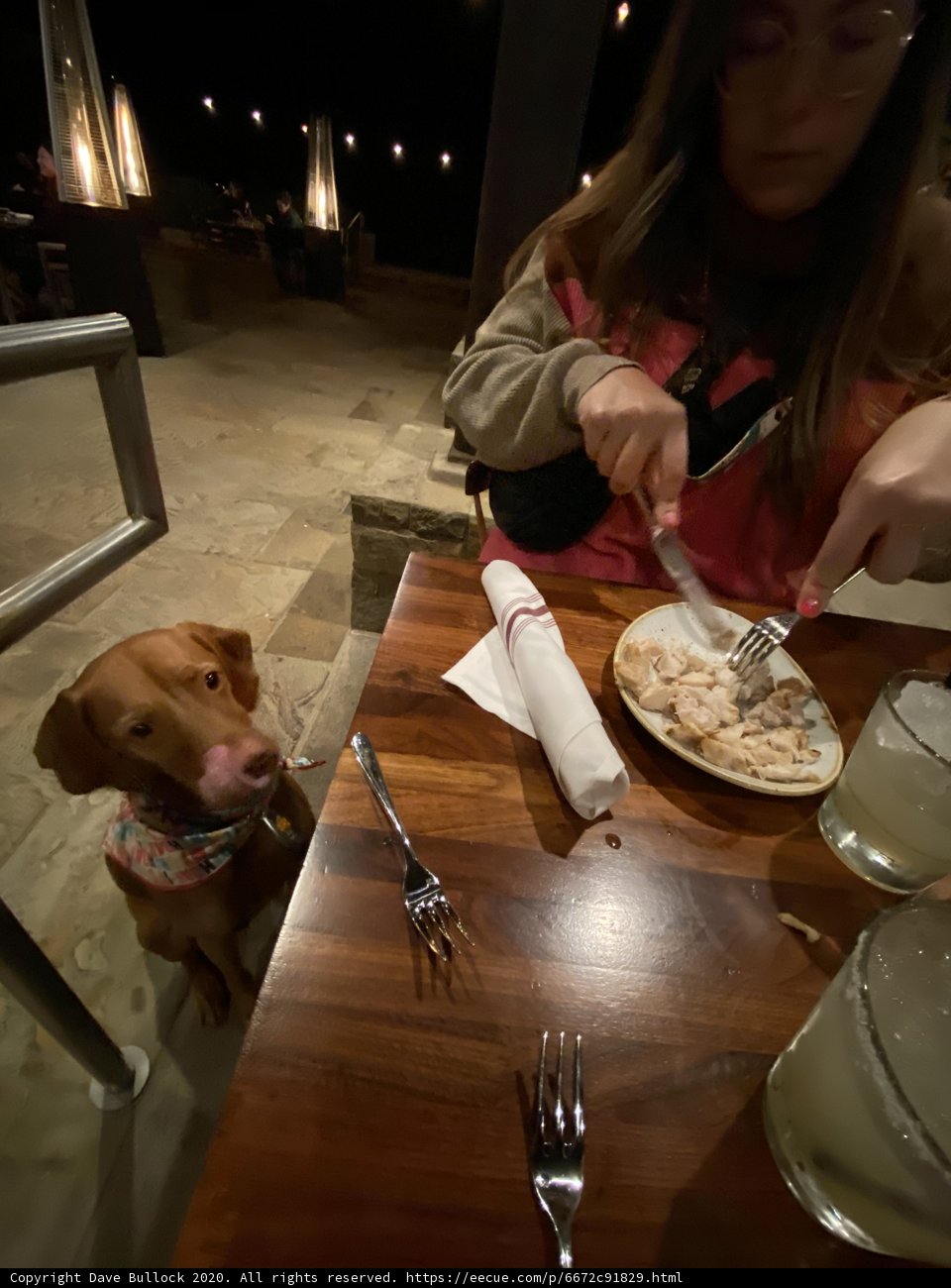 Canine Companion at Lunch