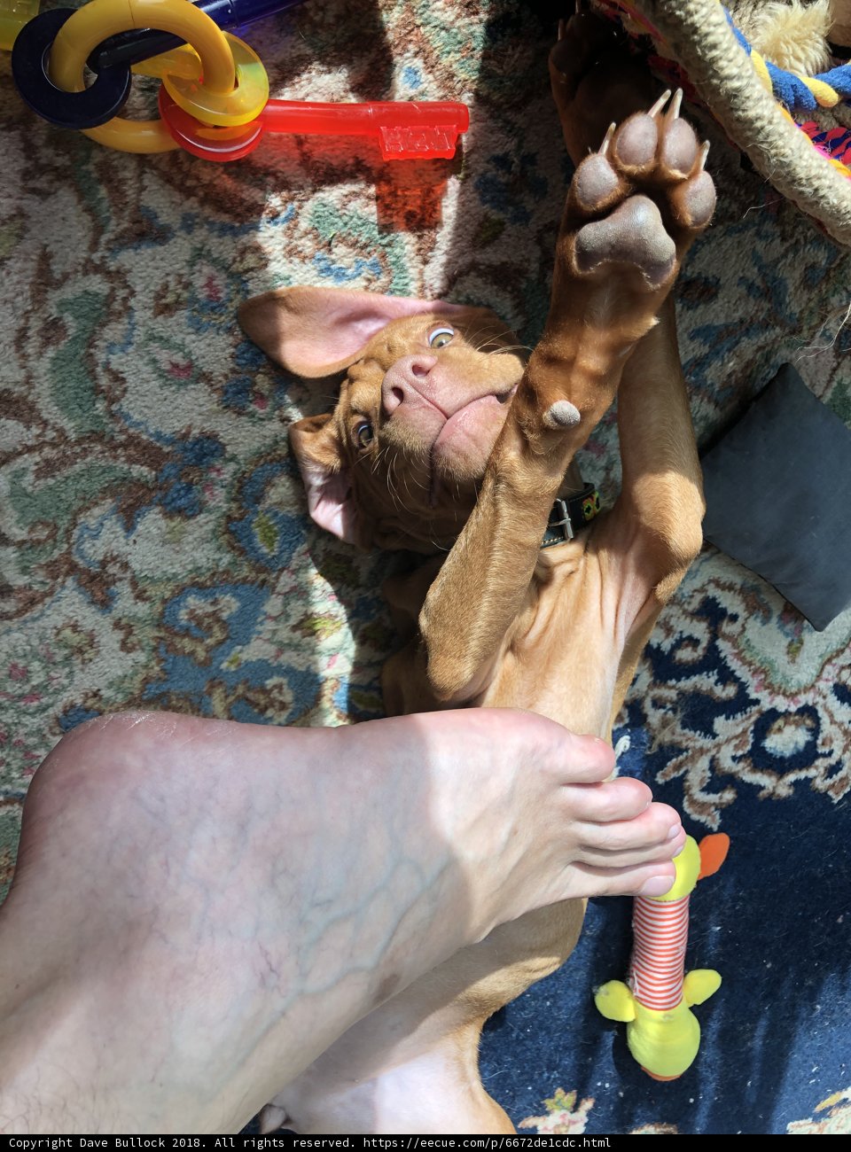 Relaxing Pup