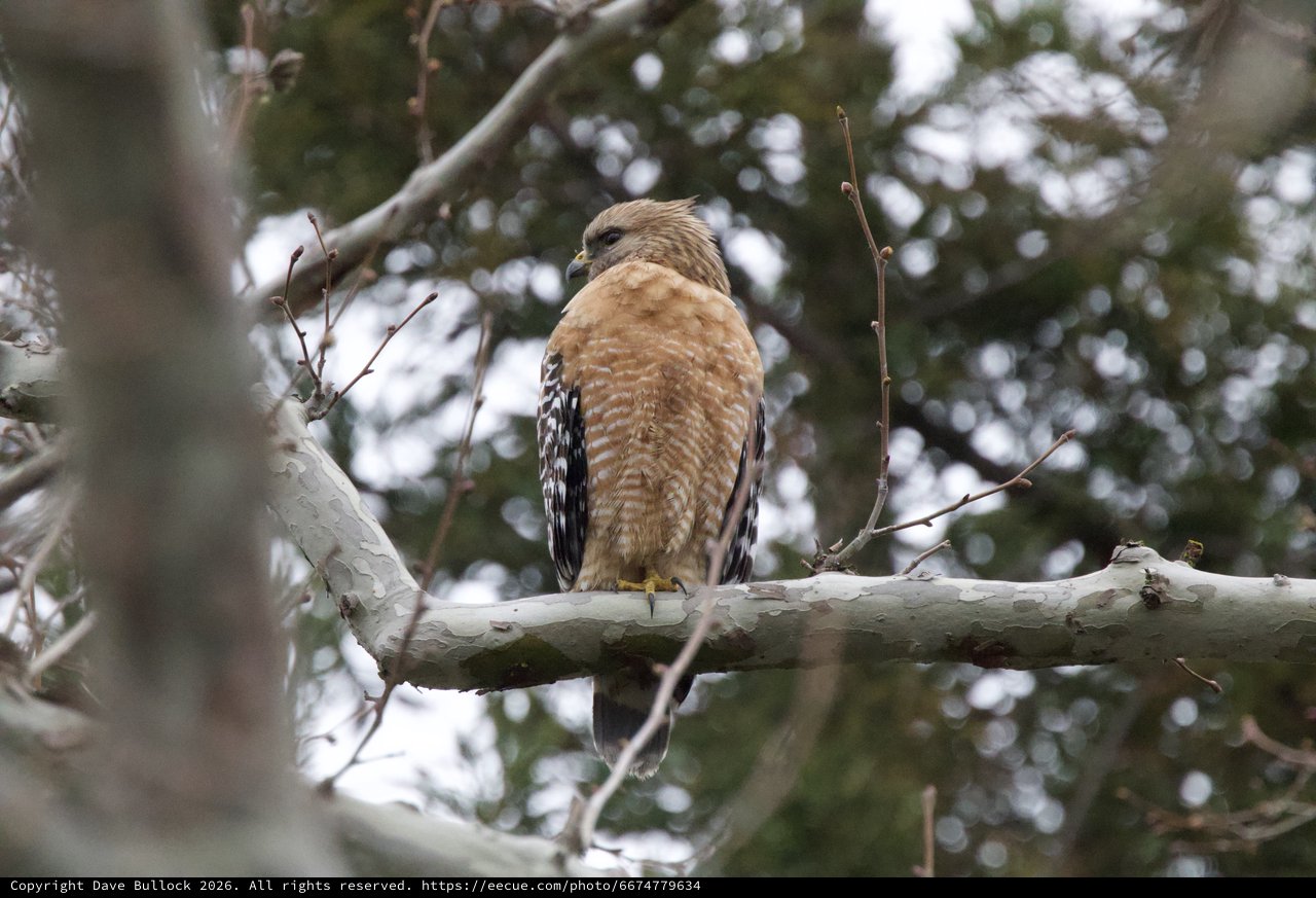 Red-Shouldered Hawk Perched on Winter Branch