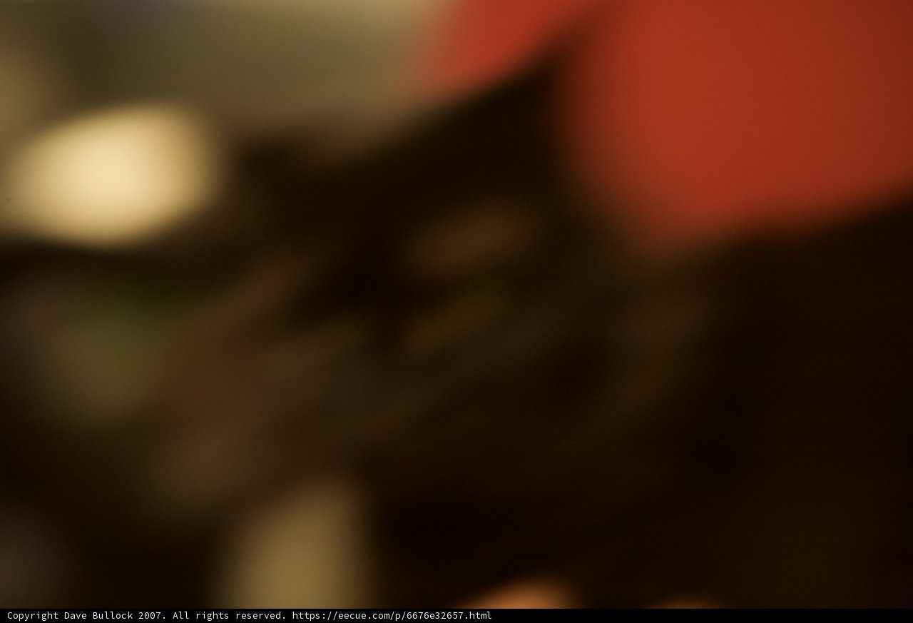Feline in the Shadows