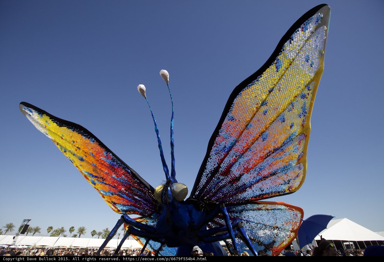Butterfly Oasis