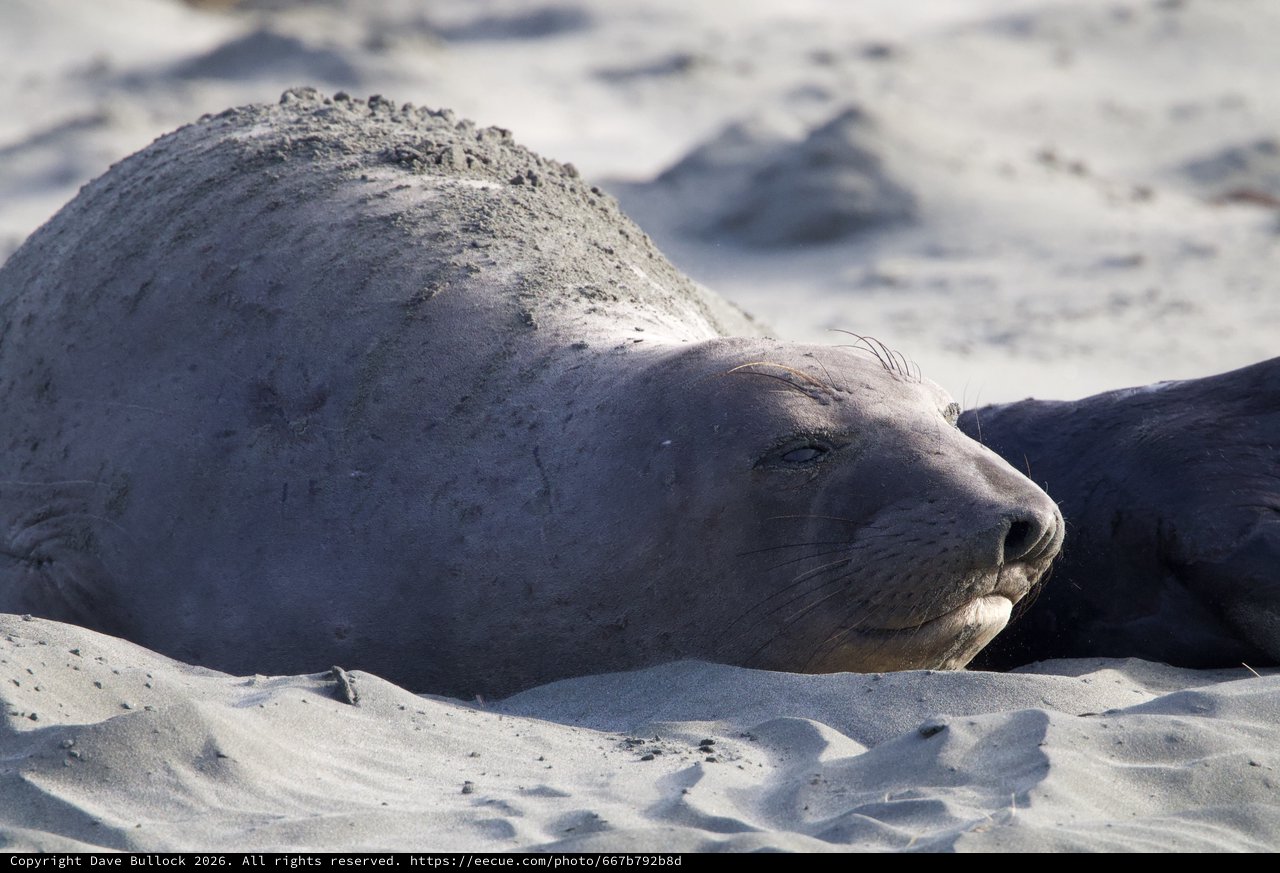 Elephant Seal Resting on Sandy Beach at Drakes Beach