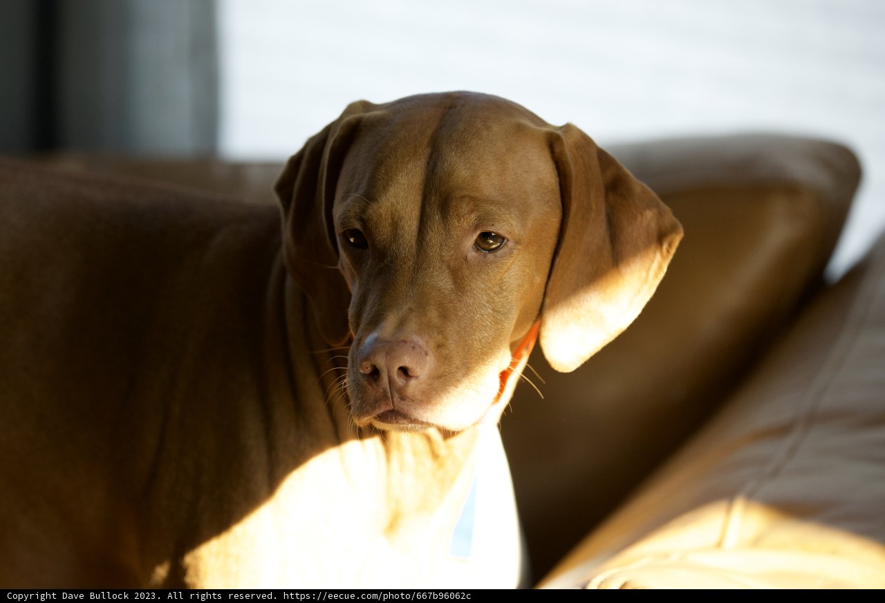 Canine Companion at Rest
