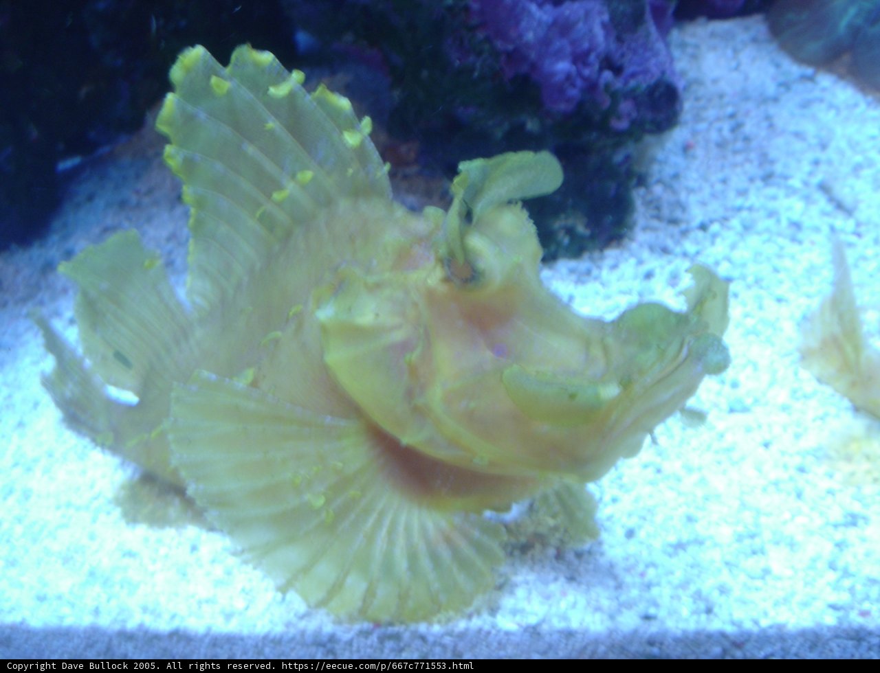 Bright and Beautiful Fish in the Aquarium