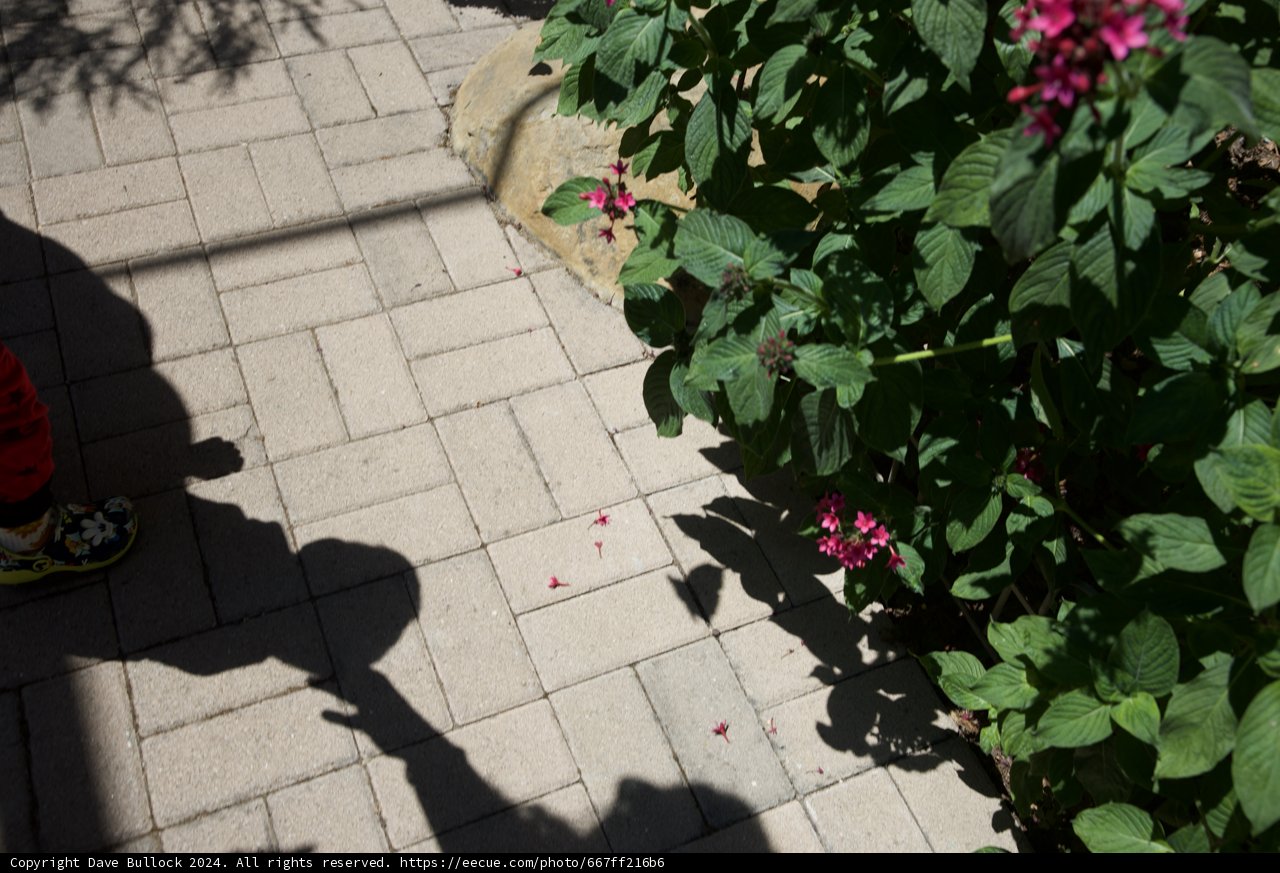 Garden Shadows and Bright Beginnings