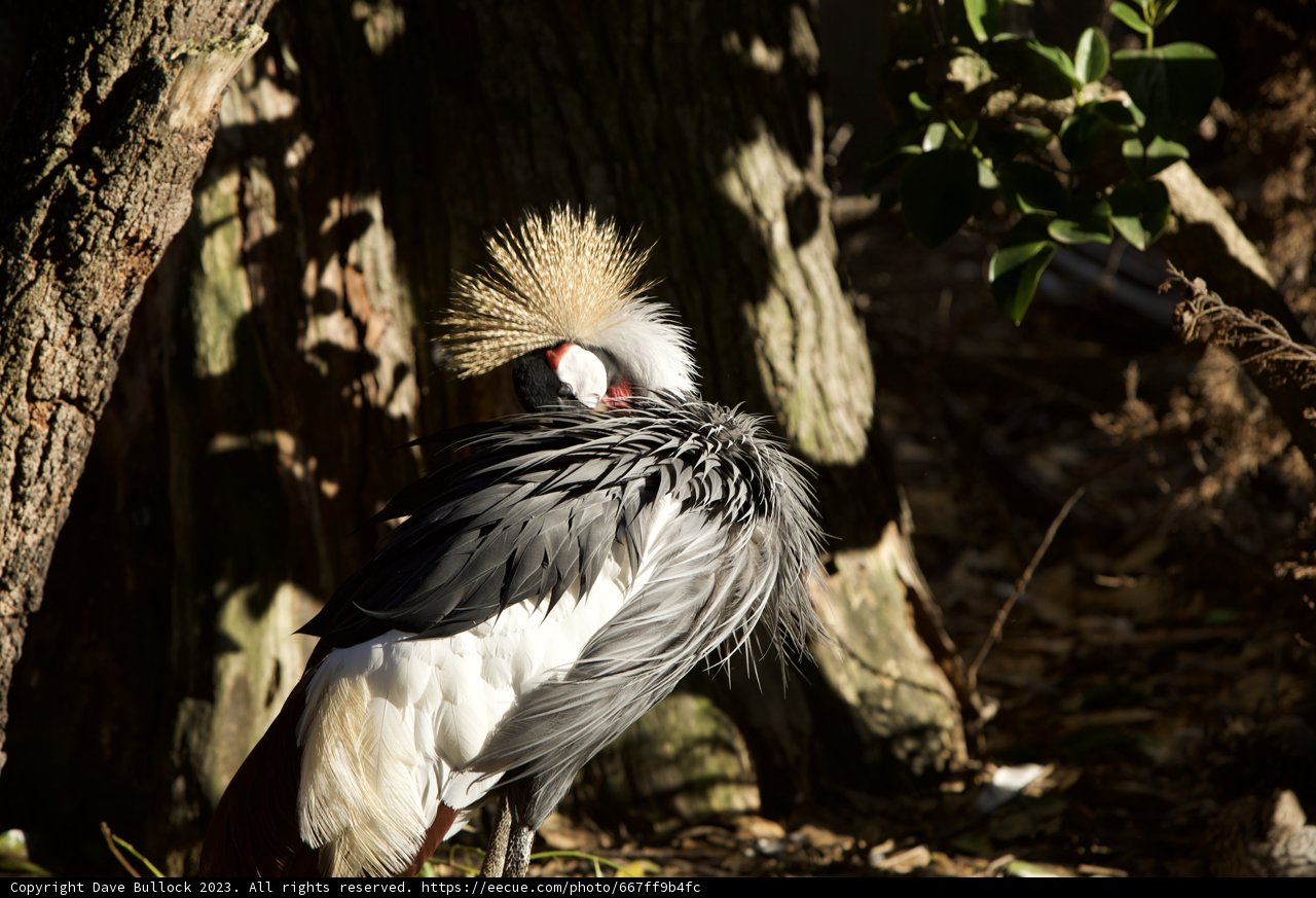 Sunlit Splendor: Long-Tailed Bird Encounter at SF Zoo