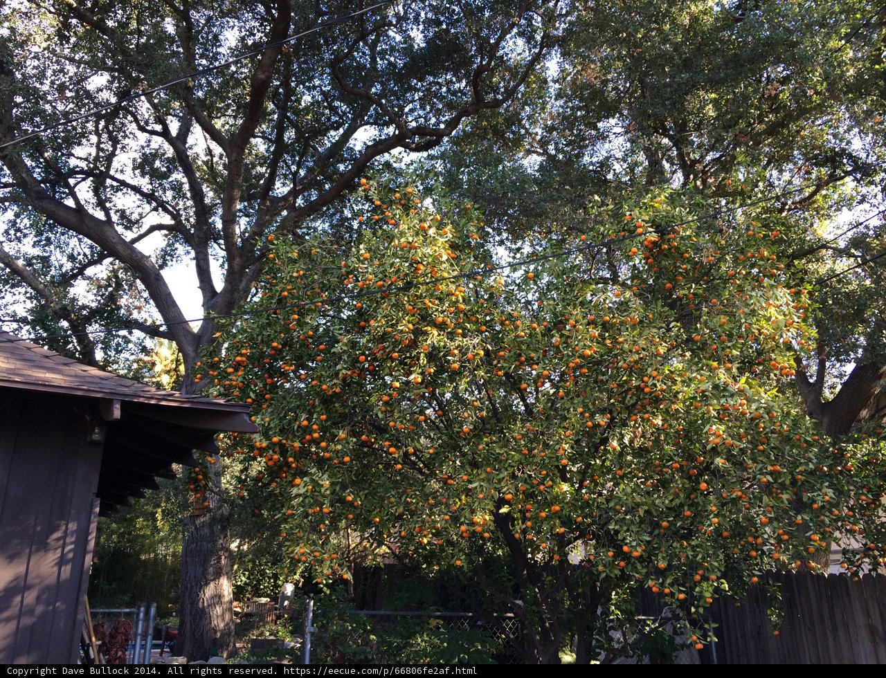 Bountiful Citrus Tree