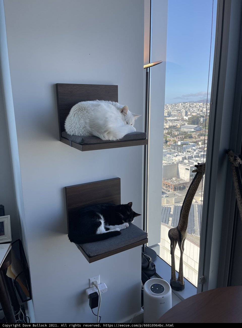 Feline Roommates