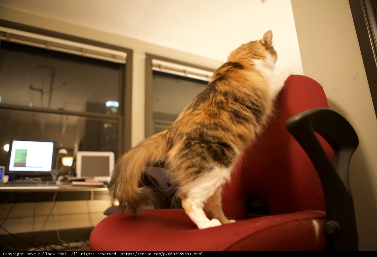 Feline Tech Support
