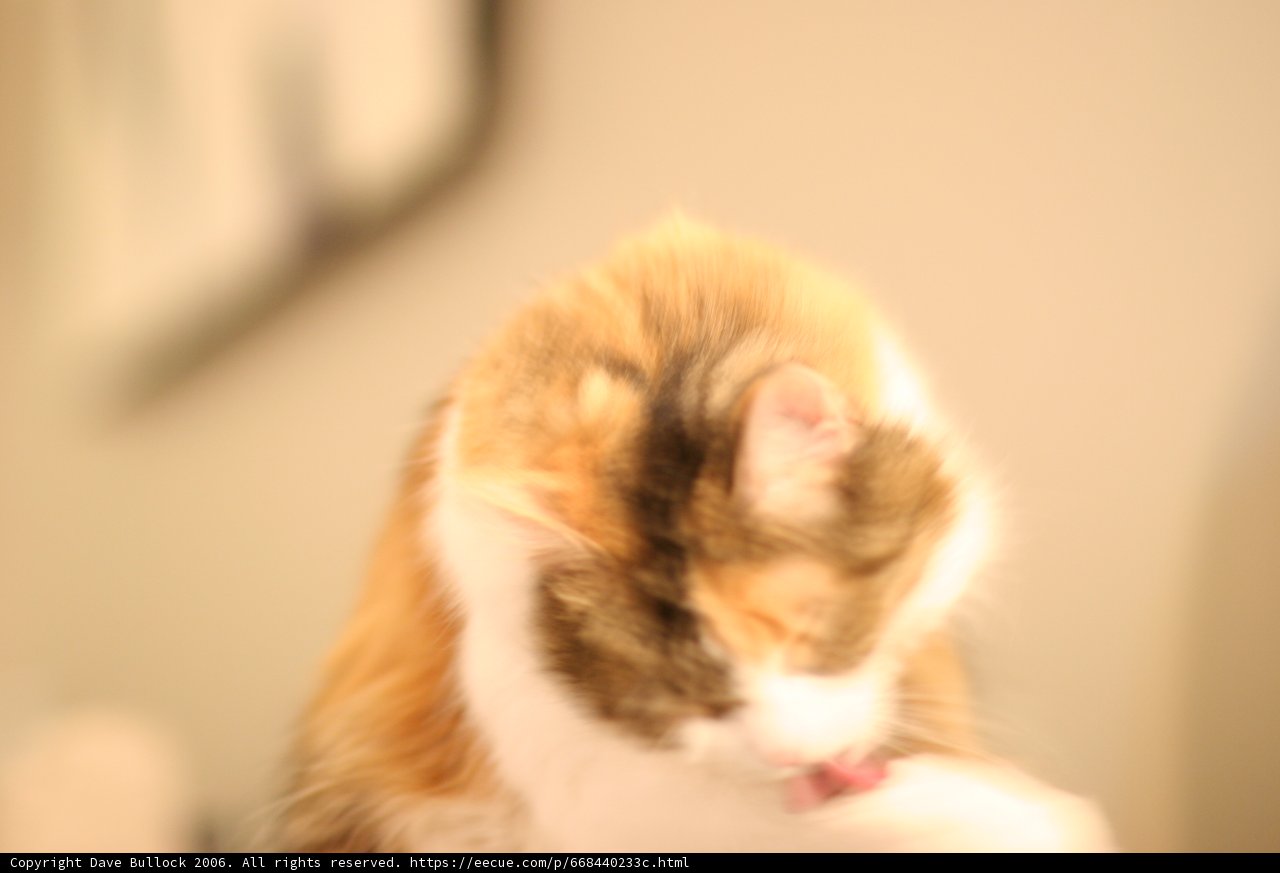 Affectionate Feline