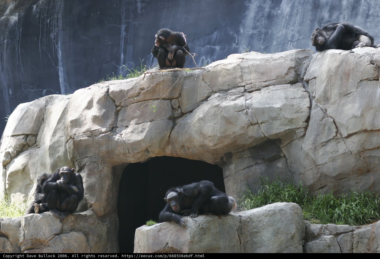 Chimp Rocks