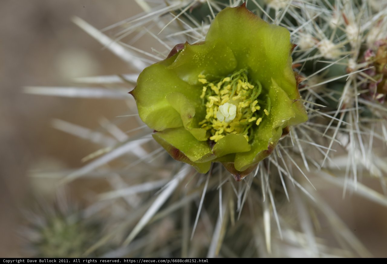 A Vibrant Cactus Flower