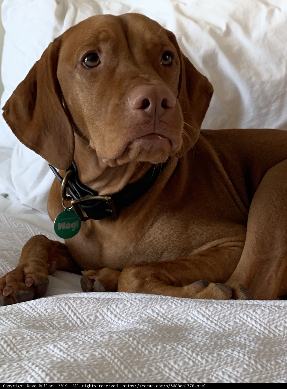 Resting Pup