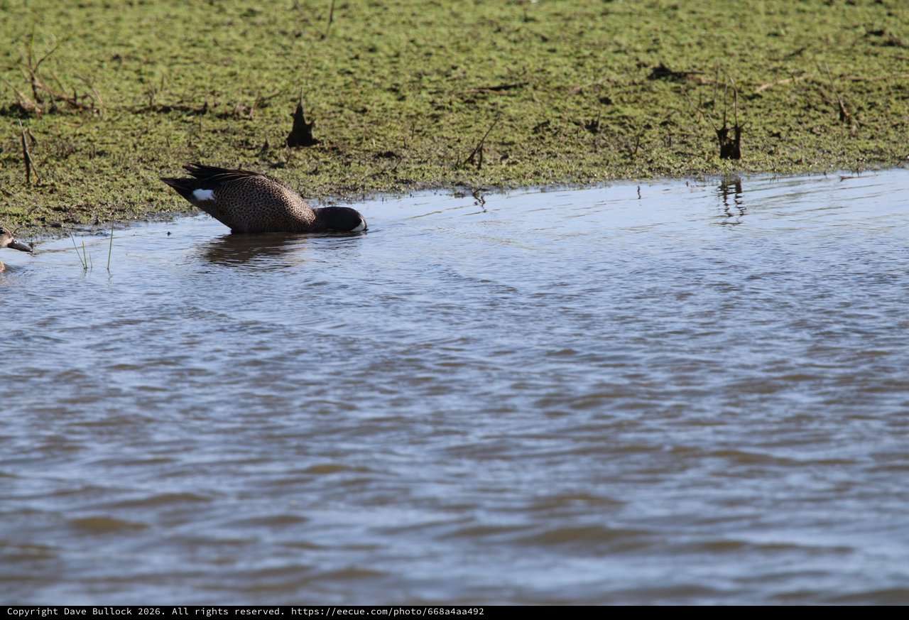 Blue-winged Teal Duck Foraging in Shallow Wetland Waters