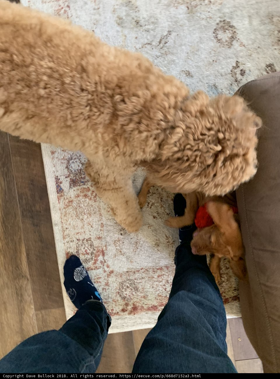 A Furry Trio on the Living Room Rug