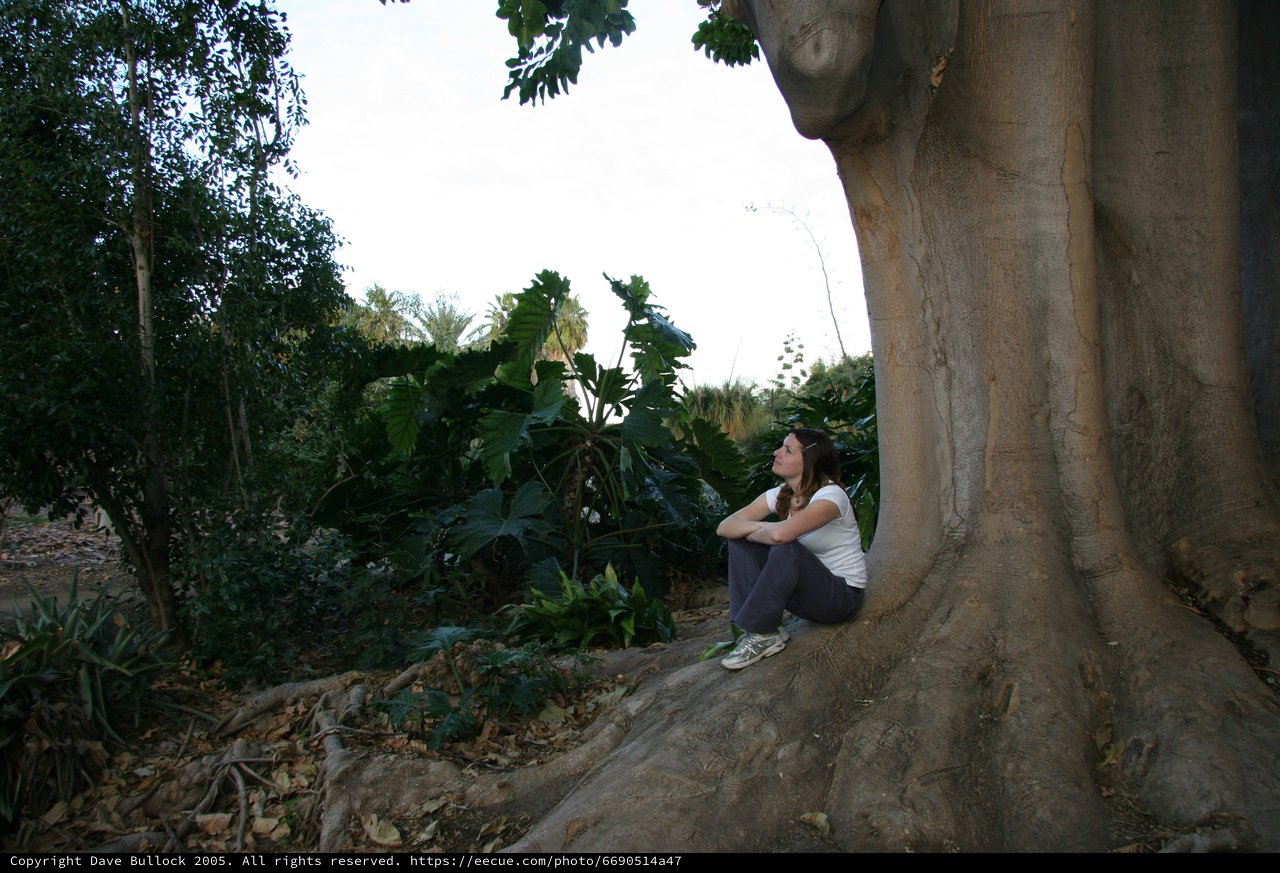 Woman Resting Against Massive Ancient Tree Roots