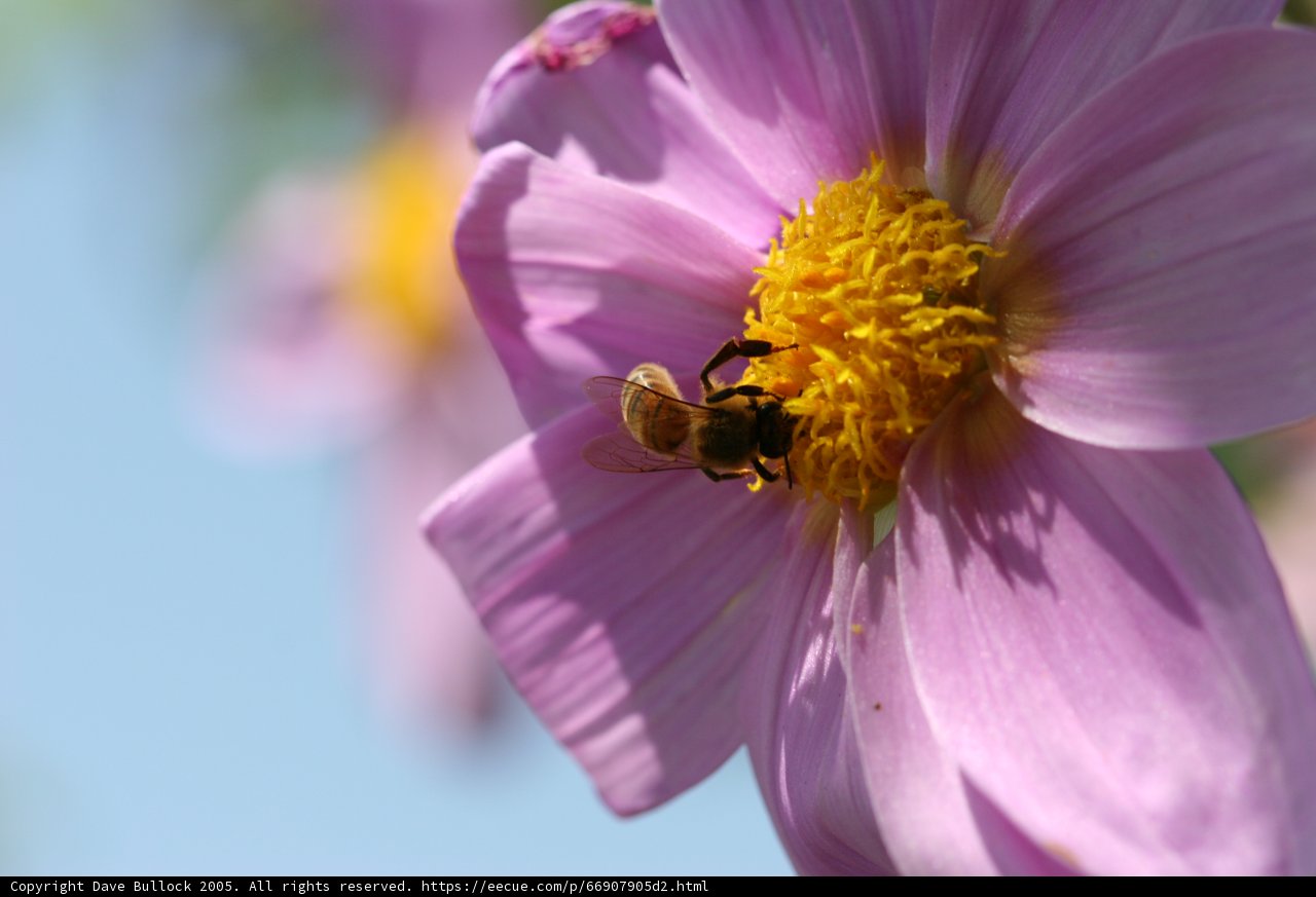 Bee Gathering Pollen on Pink Flower